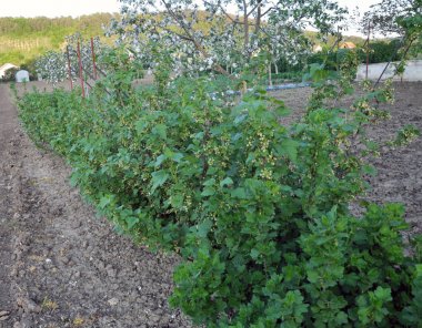 Bahçede yetişen ve çiçek açan kuş üzümü