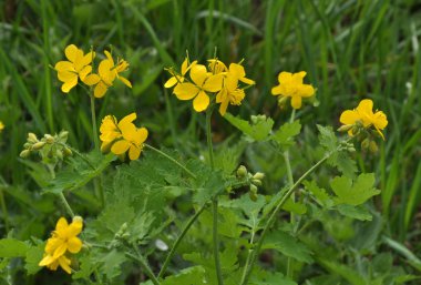 Çiçekli celandine (Chelidonium majus)