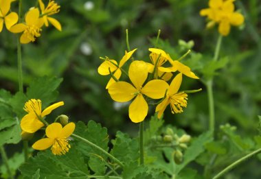 Çiçekli celandine (Chelidonium majus)