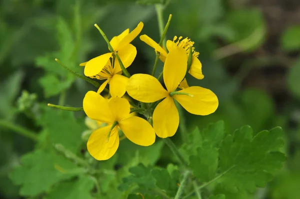 Цвітіння целандину ( Chhelidonium magge ) — стокове фото