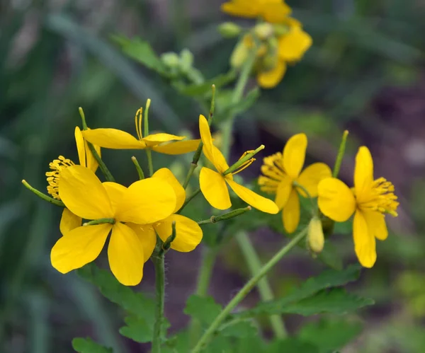 Celidonia floreciente (Chelidonium majus ) — Foto de Stock