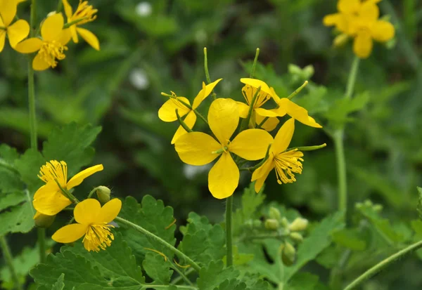 Çiçekli celandine (Chelidonium majus) — Stok fotoğraf