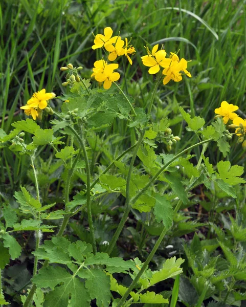 Çiçekli celandine (Chelidonium majus) — Stok fotoğraf