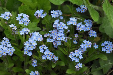 Mavi çiçekler çiçeği unut-me-değil (myosotis)