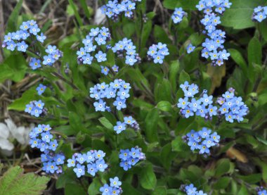 Mavi çiçekler çiçeği unut-me-değil (myosotis)