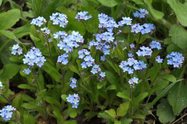 Mavi çiçekler çiçeği unut-me-değil (myosotis)
