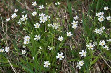 Vahşi çiçek Stellaria holostea ormanda