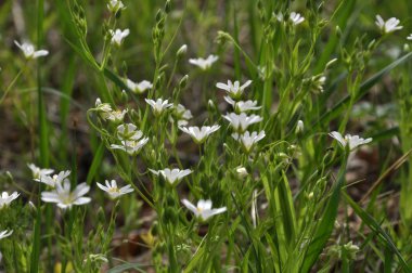 Vahşi çiçek Stellaria holostea ormanda