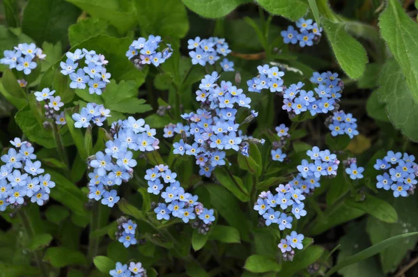 Голубые цветы забудьте-не забудьте (миосотис) ) — стоковое фото