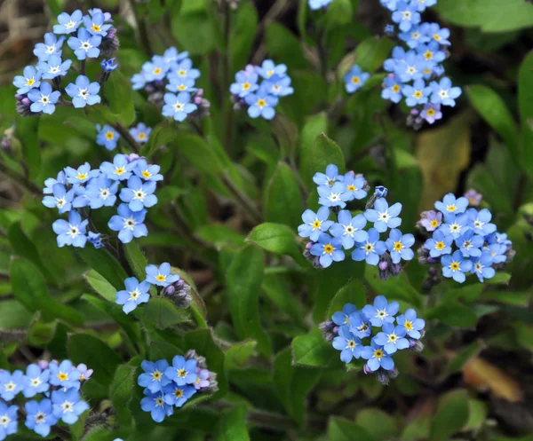 Flores azules florecen olvidarme-no (miosotis ) — Foto de Stock