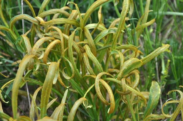 In the wild is growing Falcaria vulgaris — Stock Photo, Image