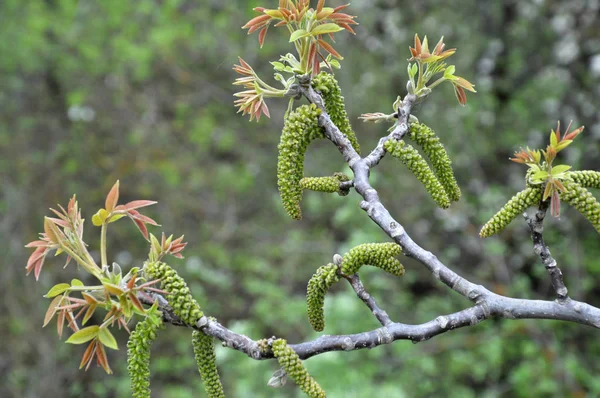 Vårblommande valnöt — Stockfoto