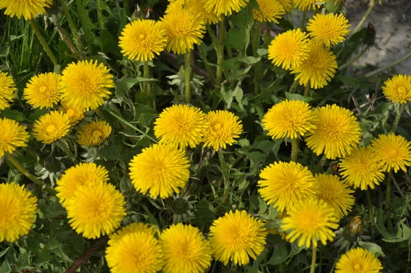 自然界のタンポポの巨大な開花 — ストック写真