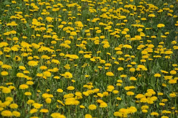 The massive flowering of dandelion in nature — Stock Photo, Image