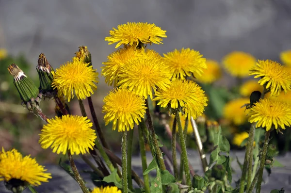The massive flowering of dandelion in nature — Stock Photo, Image