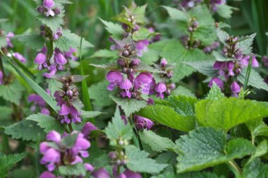 Doğal aşırı büyümüş ısırgan mor (Lamium purpureum)