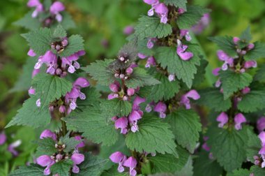 Doğal aşırı büyümüş ısırgan mor (Lamium purpureum)