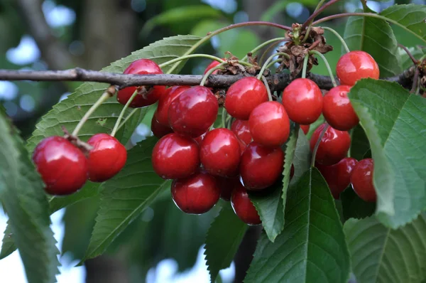 나뭇가지에 잘 익은 딸기 새 체리 (Prunus avium) — 스톡 사진