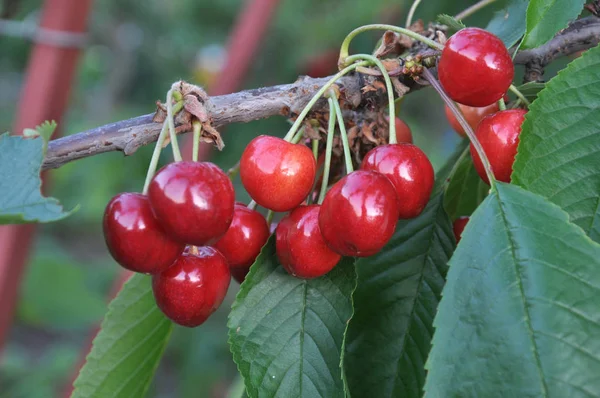 En una rama de árbol, bayas maduras pájaro-cereza (Prunus avium ) —  Fotos de Stock