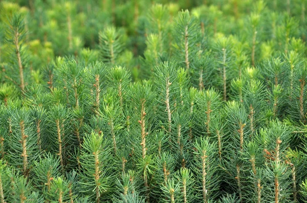 Zaailingen van jonge naaldbomen — Stockfoto