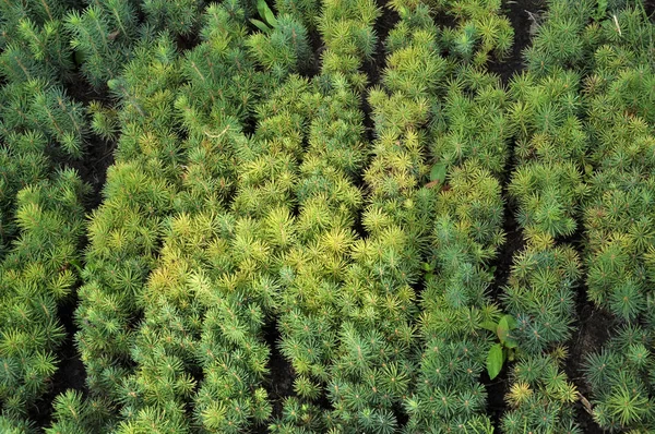 Plantor av unga barrträd — Stockfoto