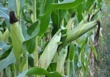 Mısır kökü üzerinde koçanı olgunlaştırır