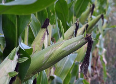 Mısır kökü üzerinde koçanı olgunlaştırır