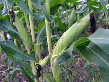 Mısır kökü üzerinde koçanı olgunlaştırır