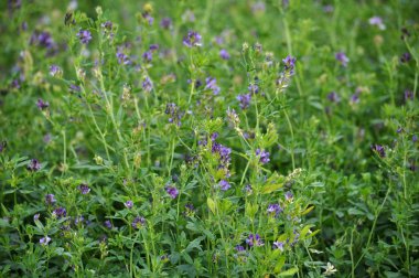 Çiçek açan yonca alandır