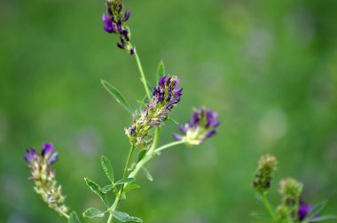 Çiçek açan yonca alandır