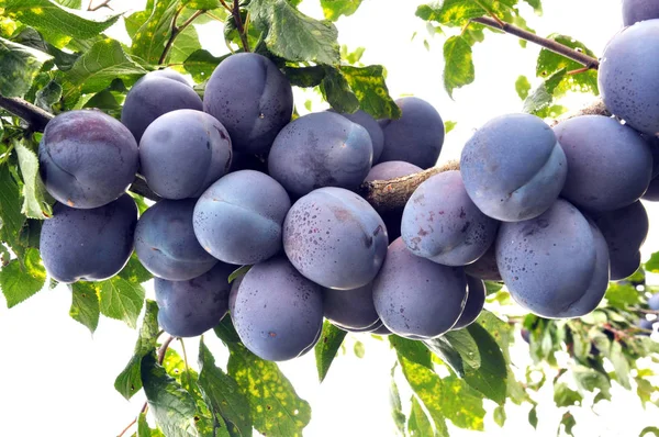 Ramo de árvore com ameixas de frutas maduras — Fotografia de Stock