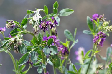 Çiçek, sap ve yaprakları ile Yonca