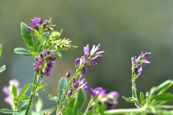 Alfalfa med blommor, stjälkar och löv — Stockfoto