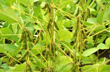 Bakla ile soya kökü