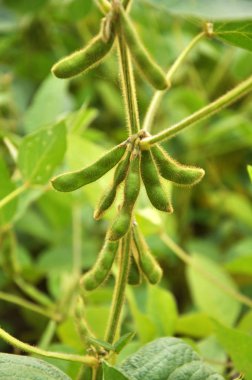 Bakla ile soya kökü