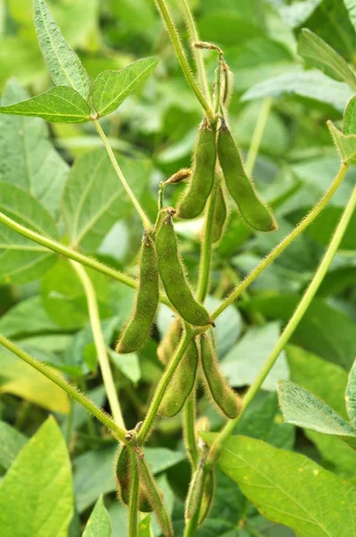 Soybean stem with pods — Stock Photo, Image