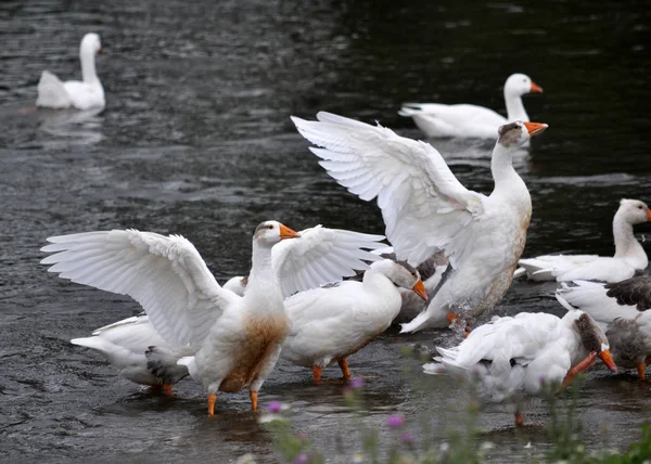 Gäss flocken badar i floden — Stockfoto