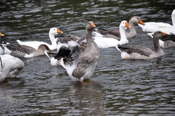 Gäss flocken badar i floden — Stockfoto