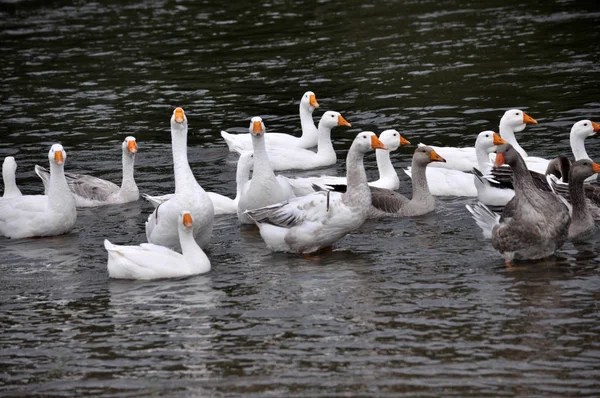 Die Gänseherde badet im Fluss — Stockfoto