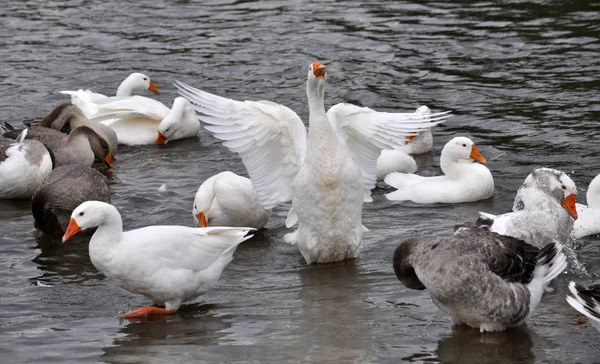 Gäss flocken badar i floden — Stockfoto