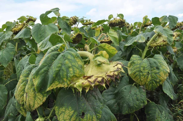 In the field ripens the sunflower — Stock Photo, Image