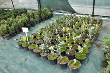 Süs çalıları ve ağaç fidanları yetiştirmek için sıcak ev