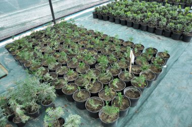 Süs çalıları ve ağaç fidanları yetiştirmek için sıcak ev