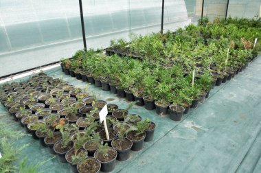 Süs çalıları ve ağaç fidanları yetiştirmek için sıcak ev