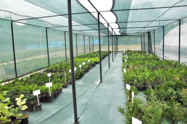 Süs çalıları ve ağaç fidanları yetiştirmek için sıcak ev