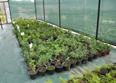 Süs çalıları ve ağaç fidanları yetiştirmek için sıcak ev