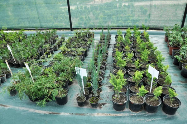 Süs çalıları ve ağaç fidanları yetiştirmek için sıcak ev
