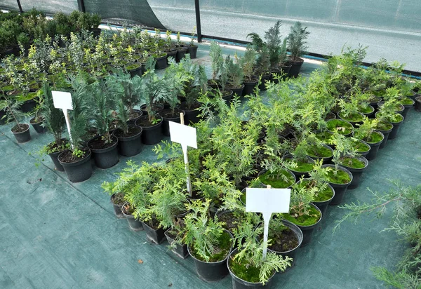 Süs çalıları ve ağaç fidanları yetiştirmek için sıcak ev