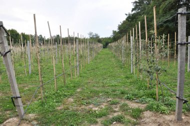 Meyve bahçesinde damla sulama