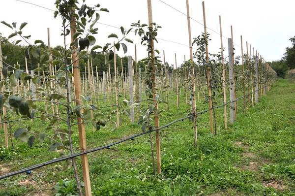 Drip irrigation in the orchard